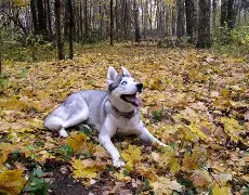 赫拉尔基正通过赫拉尔基,重上升级榜首的简单介绍 赫拉尔基正通过赫拉尔基,重上升级榜首的简单介绍